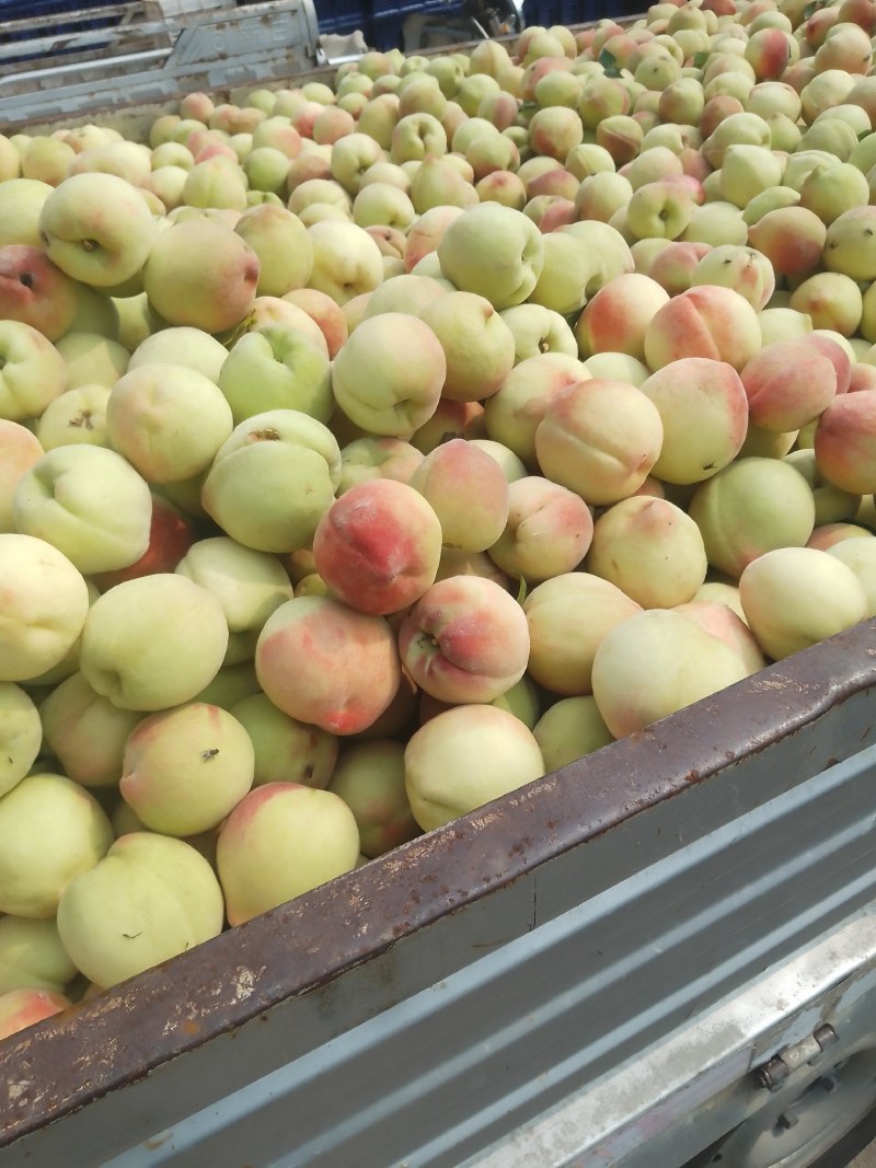 精品北京十四号先摘现发，质量可靠，产地直供