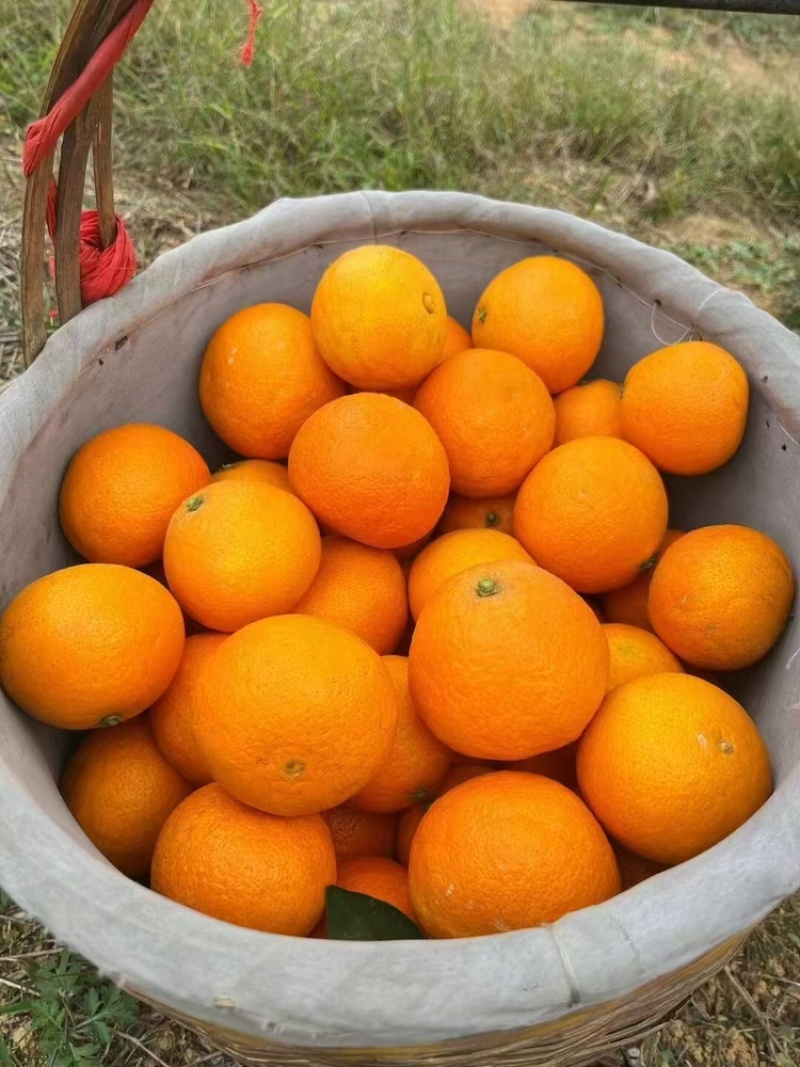 脐橙品质保证大量有货产地直发价格美丽