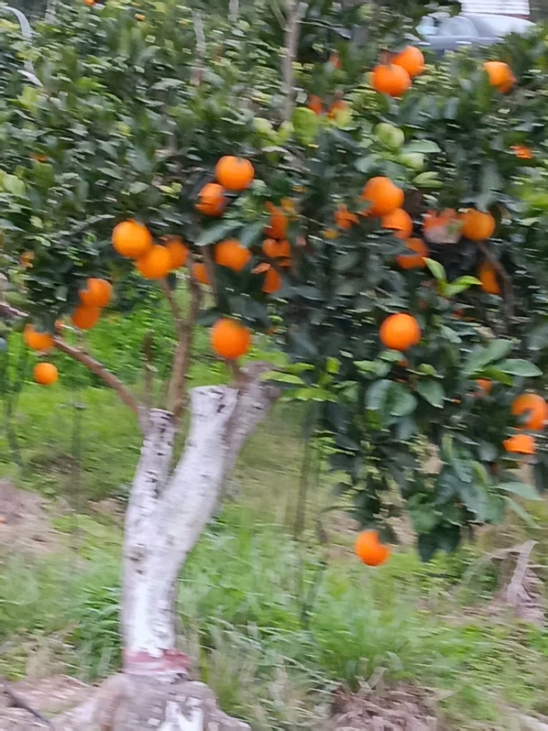 脐橙品质保证大量有货产地直发价格美丽