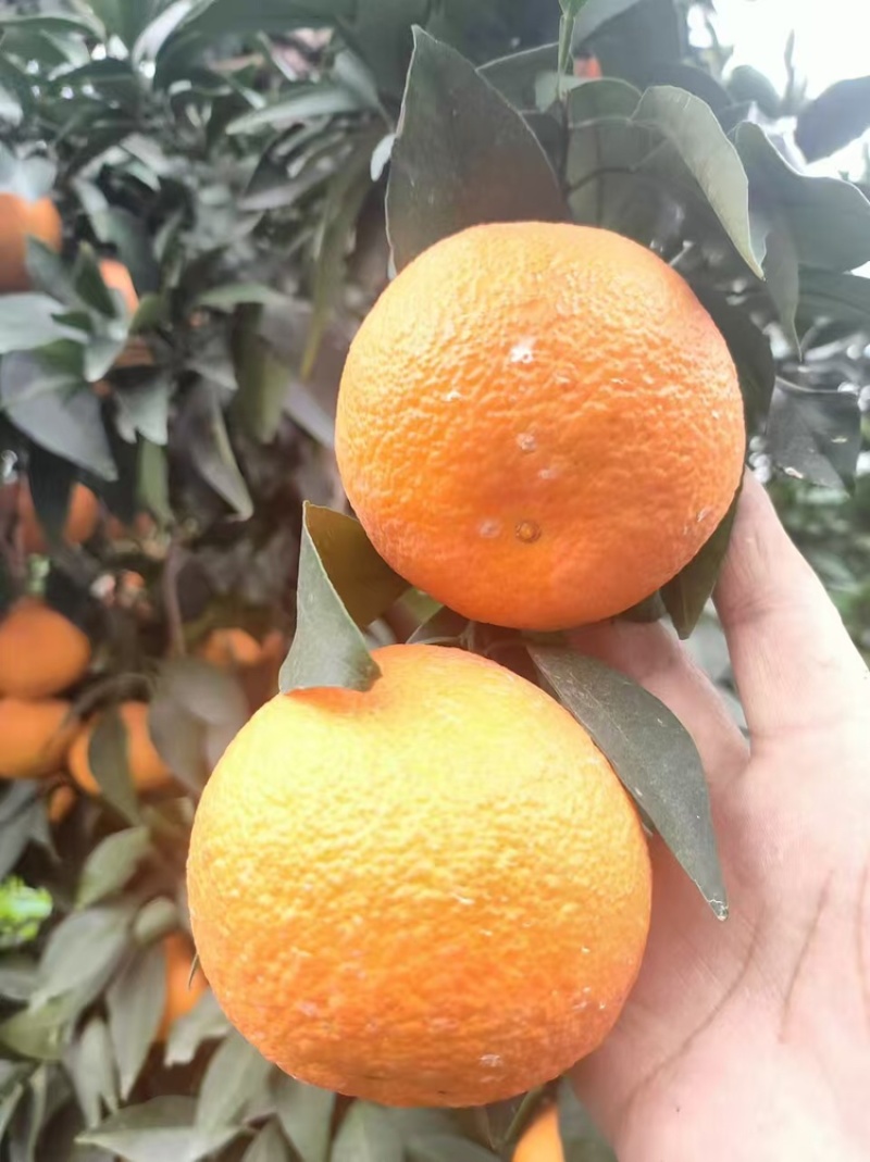 脐橙品质保证大量有货产地直发价格美丽
