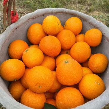 脐橙品质保证大量有货产地直发价格美丽