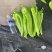 【一手货源】黄皮尖椒大量上市产地资源配套齐全一条龙服务