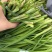 【精品大叶韭菜】3月-11月供货，可实地考察