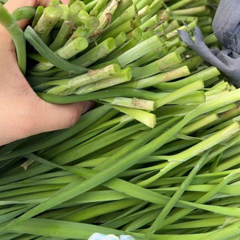 【精品大叶韭菜】3月-11月供货，可实地考察