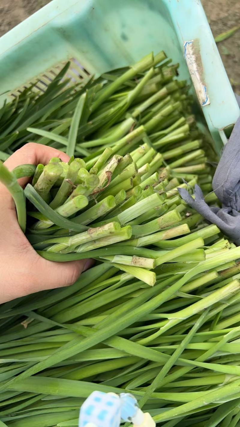 【精品大叶韭菜】3月-11月供货，可实地考察