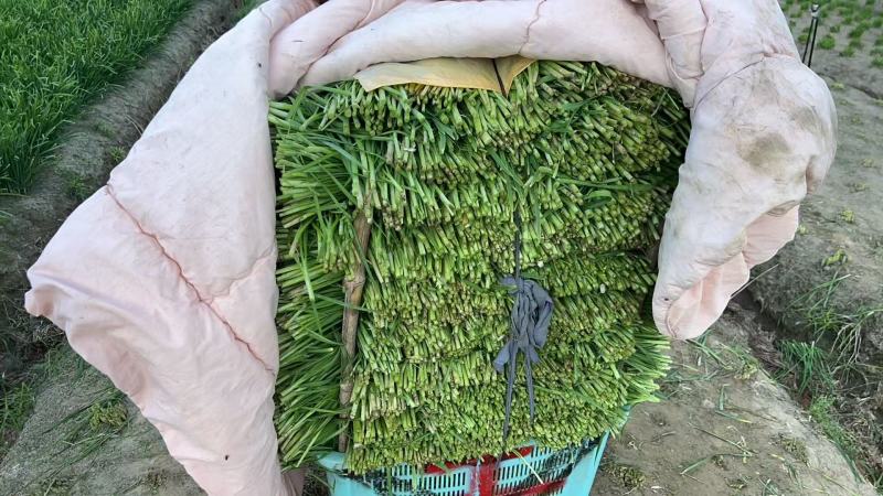【精品大叶韭菜】3月-11月供货，可实地考察