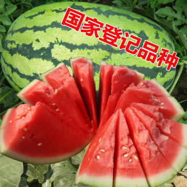宁夏硒砂瓜，产区直发，上午采摘，下午发车
