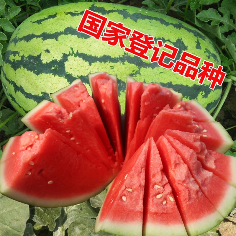 宁夏硒砂瓜，产区直发，上午采摘，下午发车