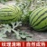 宁夏硒砂瓜，产区直发，上午采摘，下午发车