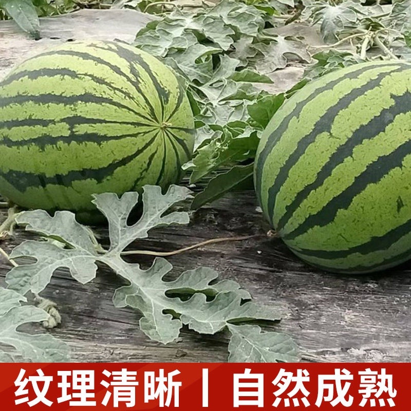 宁夏硒砂瓜，产区直发，上午采摘，下午发车