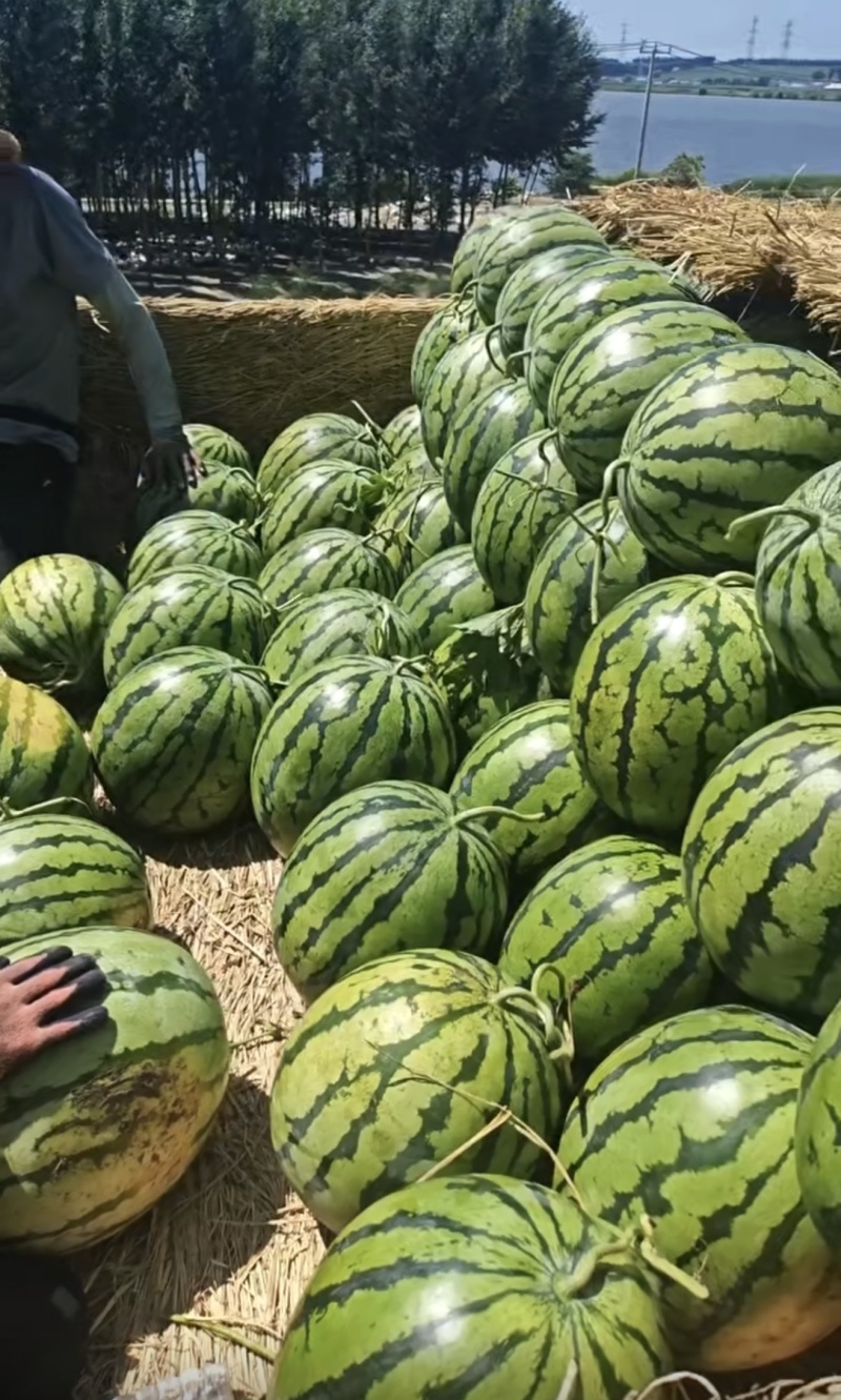 【精品头茬】吉林产区精品地雷瓜大量上市一手货源质量三包