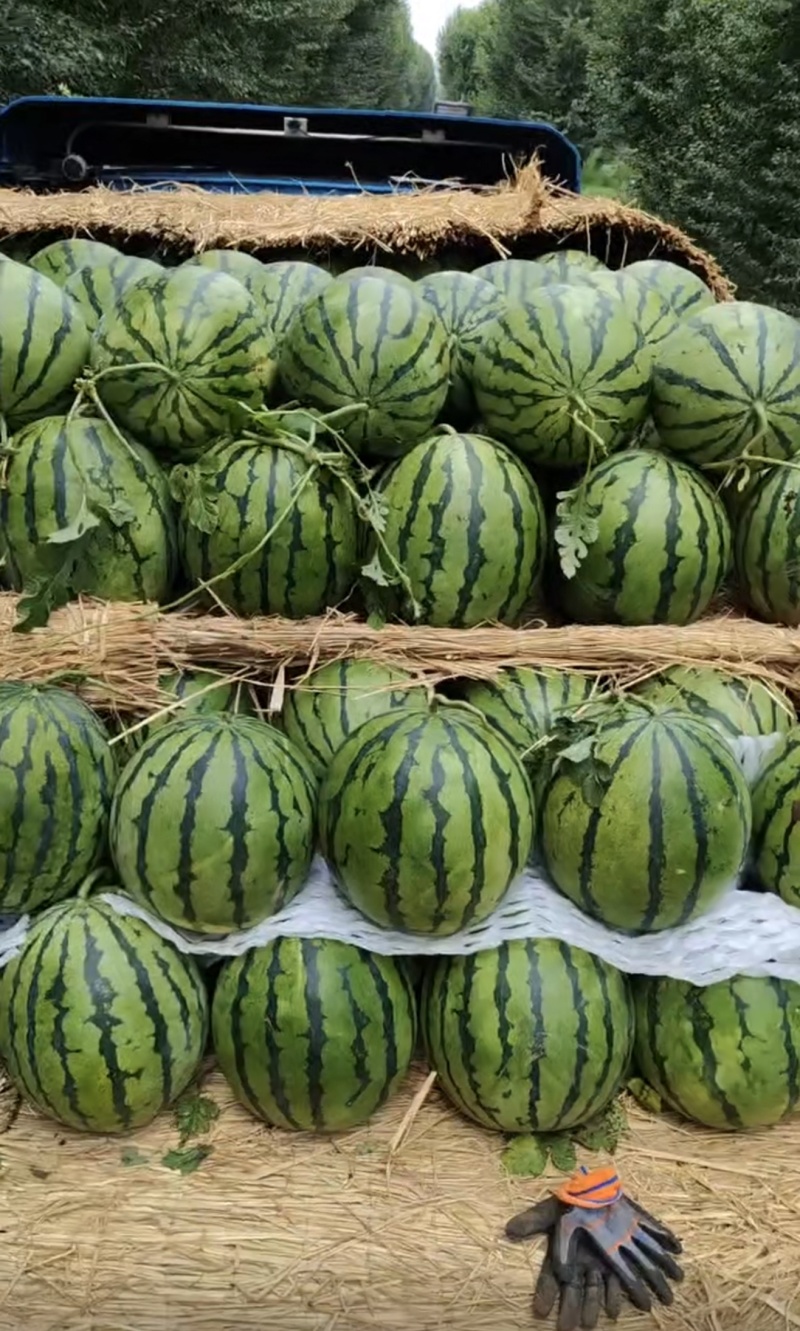 【精品头茬】吉林产区精品地雷瓜大量上市一手货源质量三包