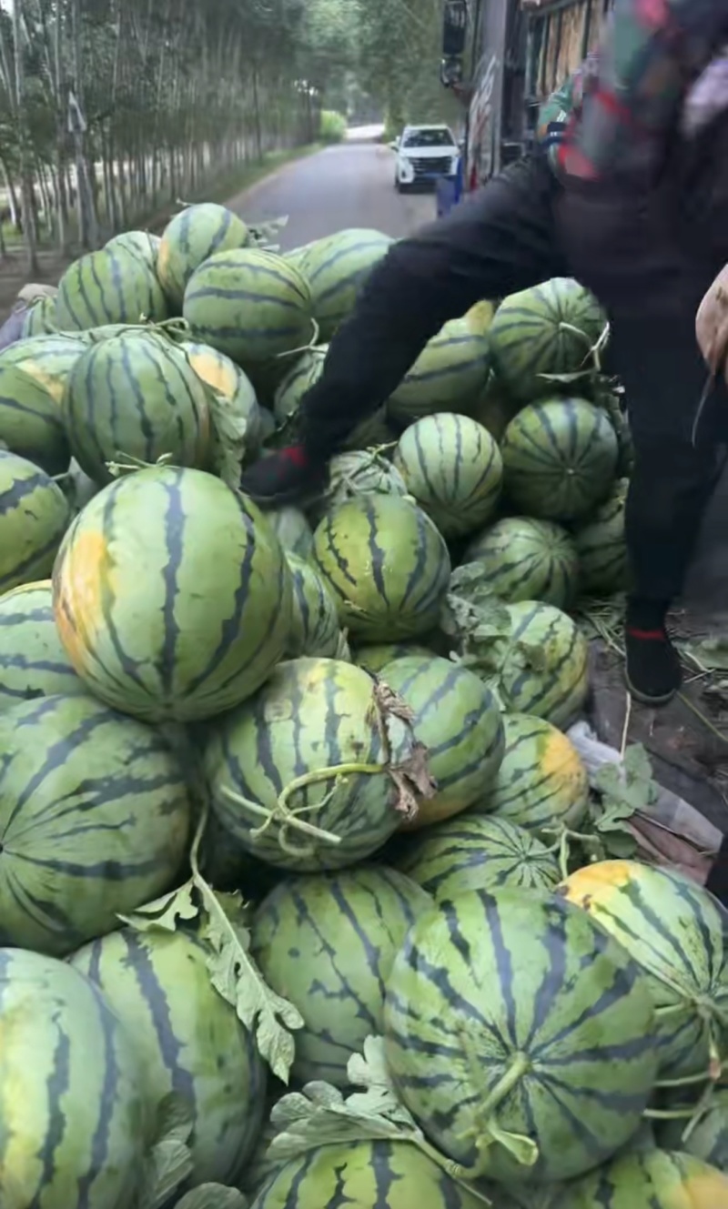 【精品头茬】吉林产区精品地雷瓜大量上市一手货源质量三包
