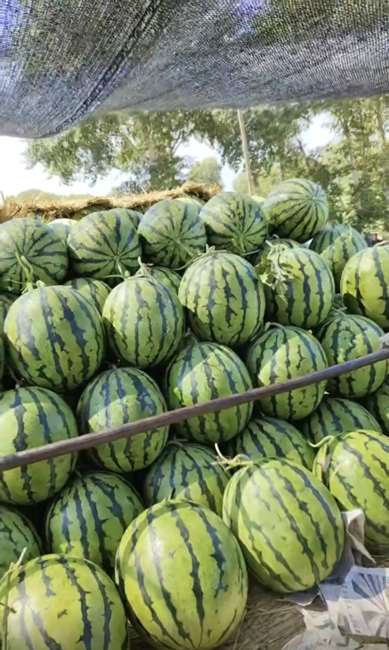 【精品头茬】吉林产区精品地雷瓜大量上市一手货源质量三包