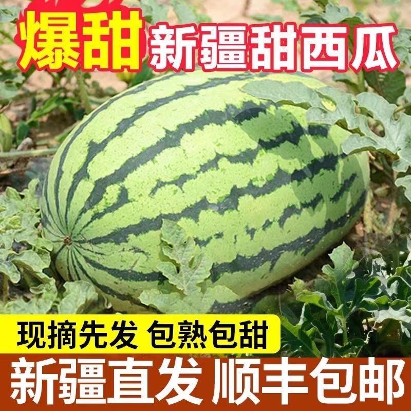 新疆甜王大西瓜，现货直发，甜王西瓜，无籽瓜