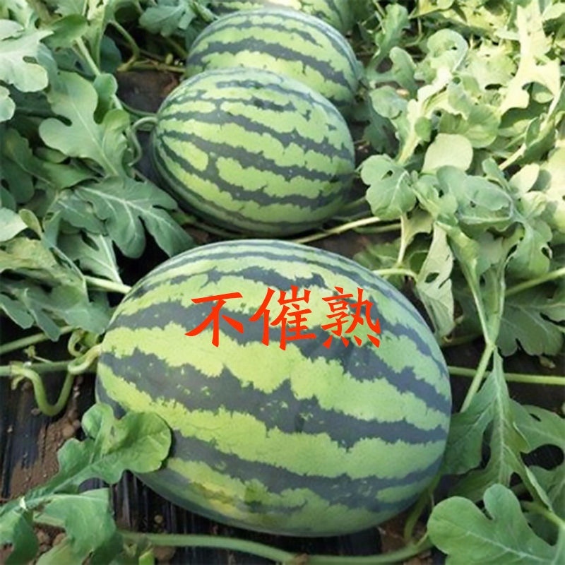 新疆甜王大西瓜，现货直发，甜王西瓜，无籽瓜