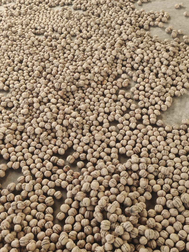 赞皇青皮核桃。品种有，辽一，辽四，辽七，辽八，青香，里品