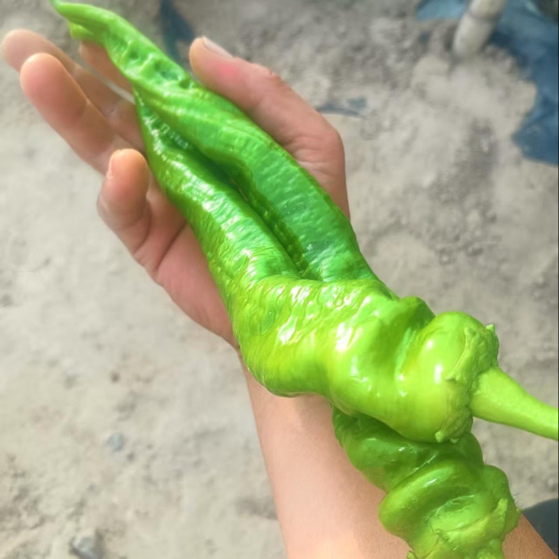 宁夏螺丝椒/大棚辣椒/视频看货/陇椒