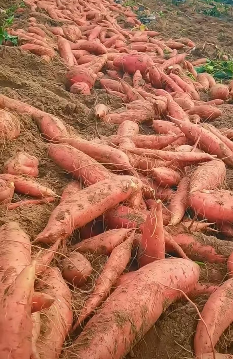 【烟薯】纯沙地烟薯25，现挖现发保证新鲜适宜蒸煮烘烤