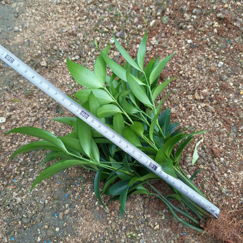 竹柏裸根苗