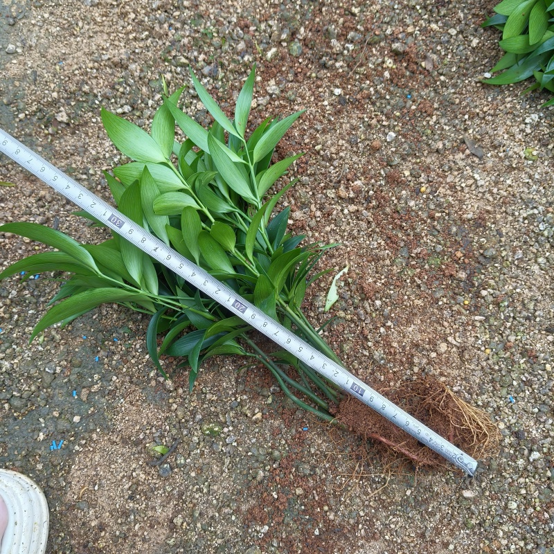 竹柏裸根苗