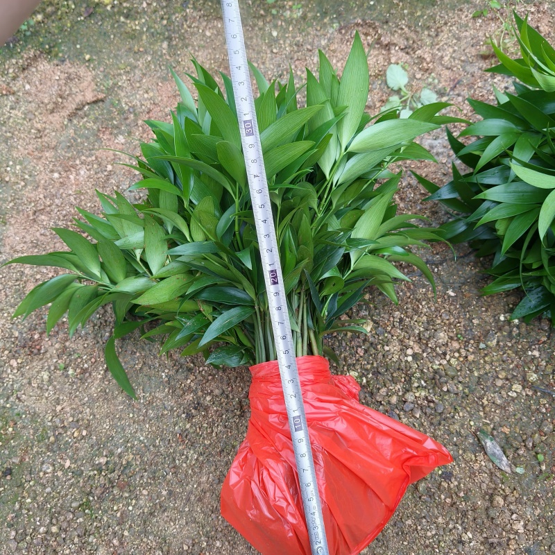 竹柏裸根苗
