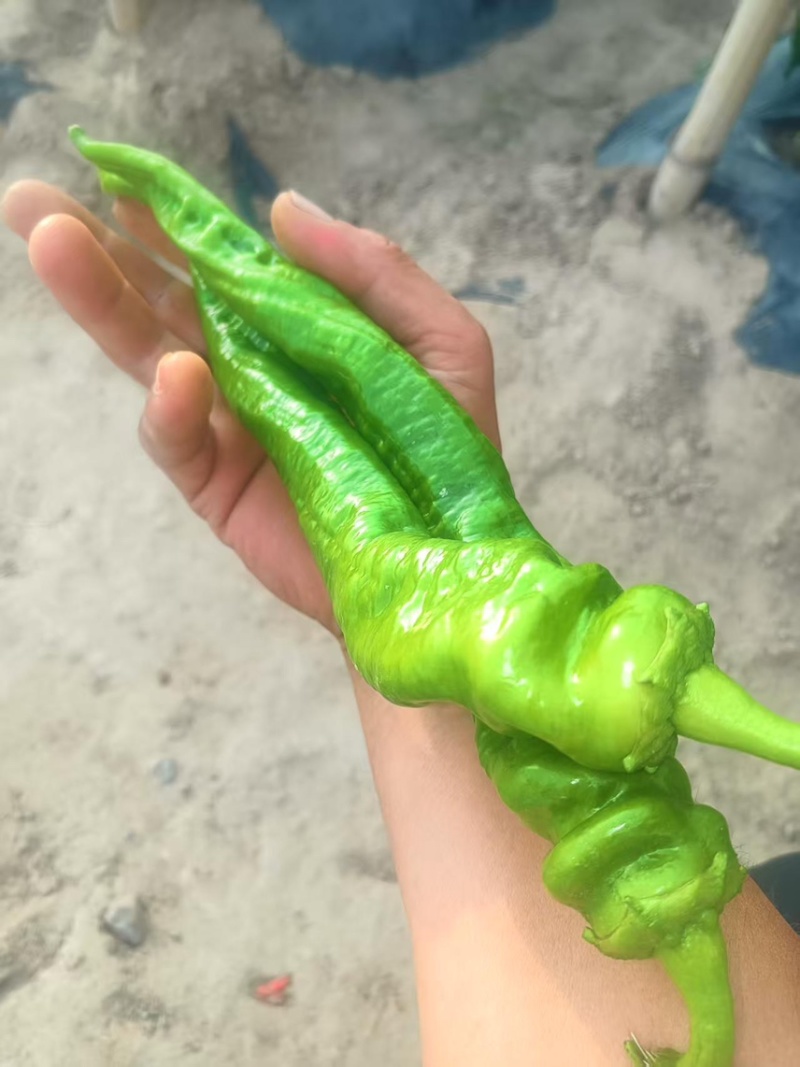 宁夏螺丝椒/大棚辣椒/视频看货/陇椒