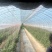 宁夏螺丝椒/大棚辣椒/视频看货/陇椒