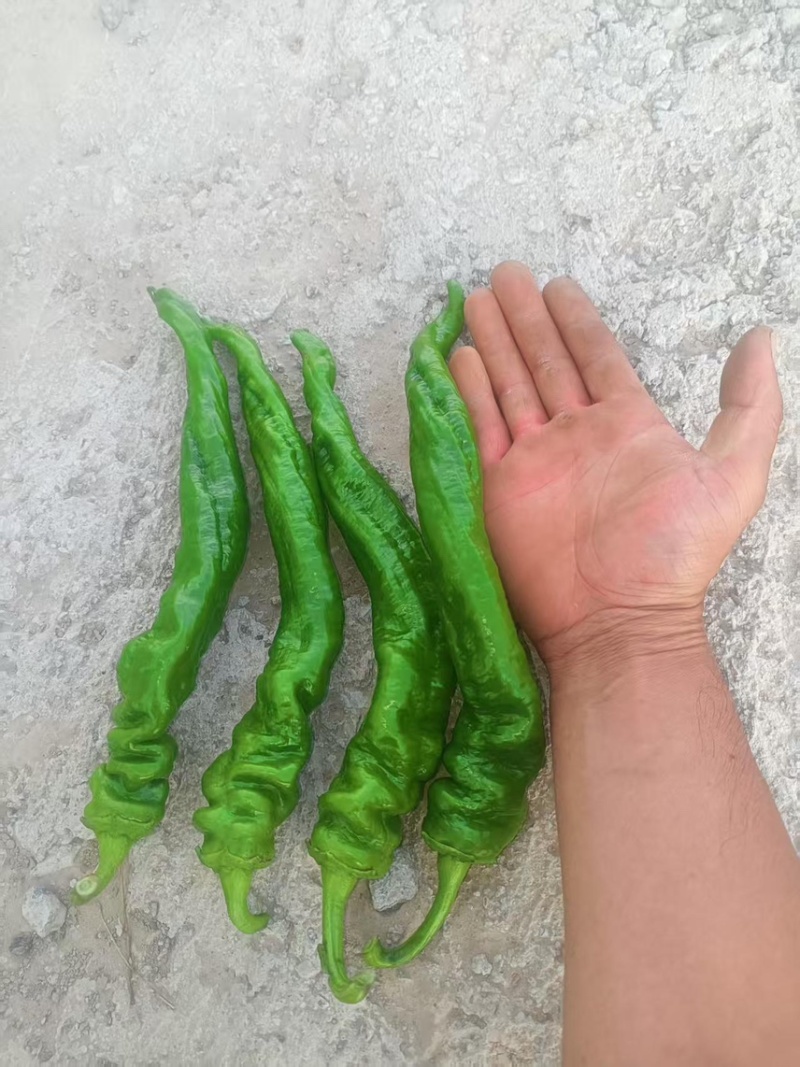宁夏螺丝椒/大棚辣椒/视频看货/陇椒
