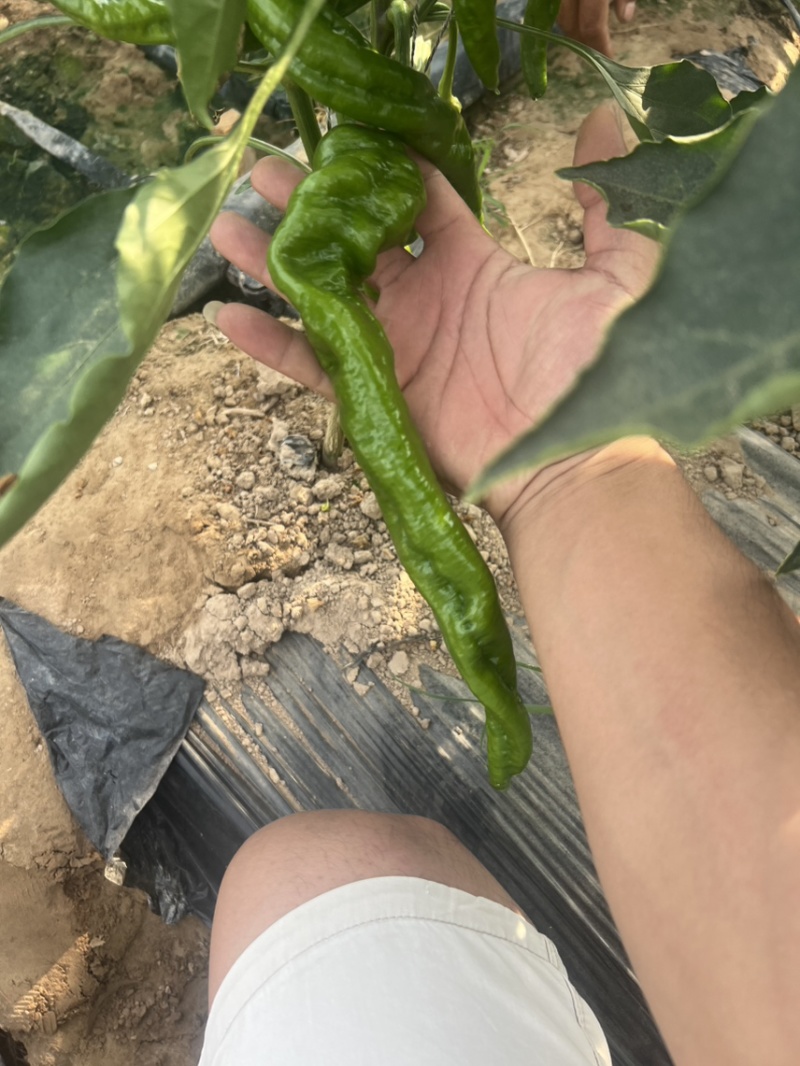 宁夏螺丝椒/大棚辣椒/视频看货/陇椒