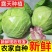 湖北圆包菜，甘蓝，硬心甘蓝，现采现发