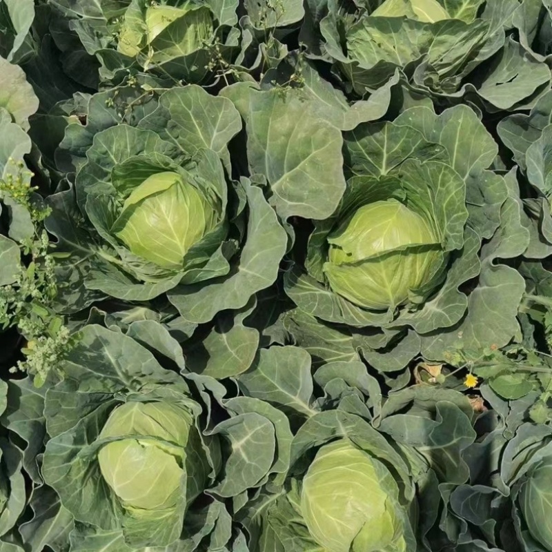 湖北圆包菜，甘蓝，硬心甘蓝，现采现发