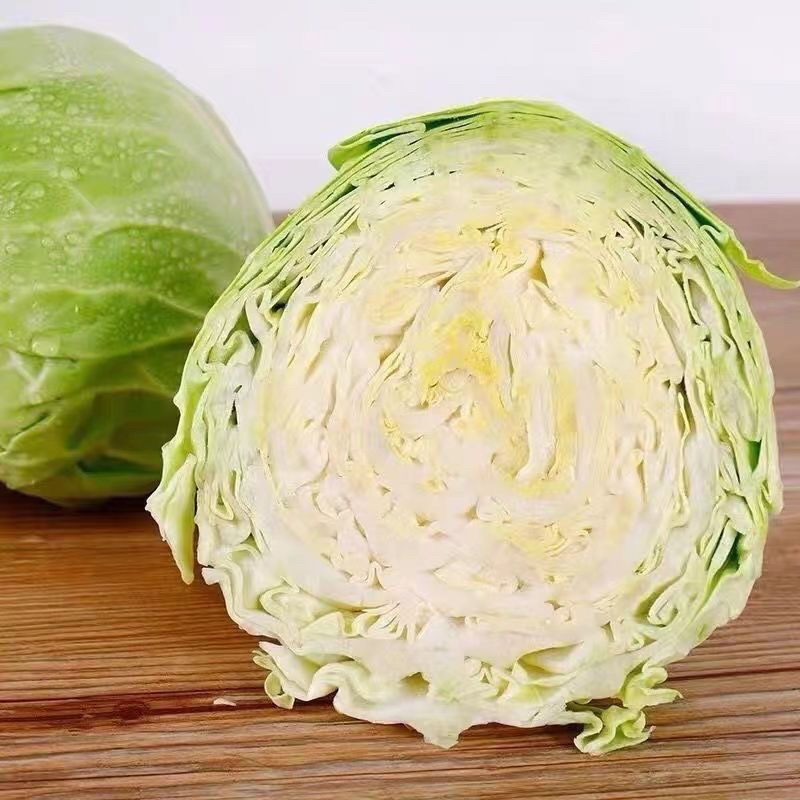 湖北圆包菜，甘蓝，硬心甘蓝，现采现发