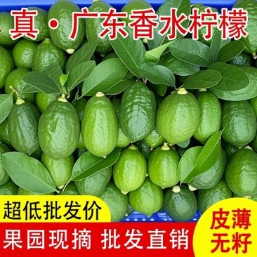 广东香水柠檬自家果园直发