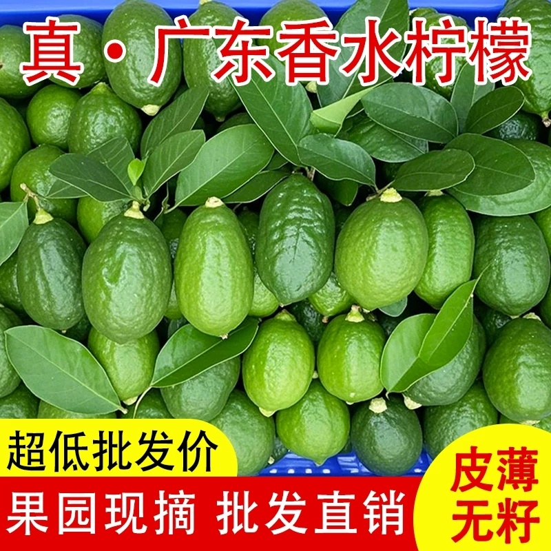 广东香水柠檬自家果园直发