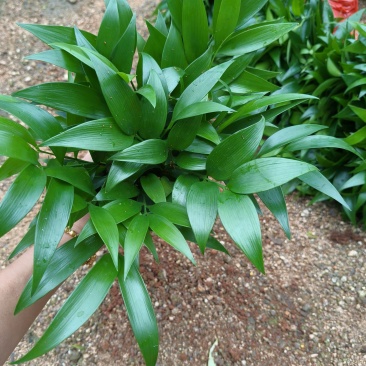 竹柏裸根苗