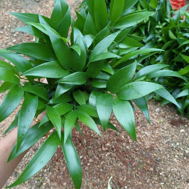 竹柏裸根苗