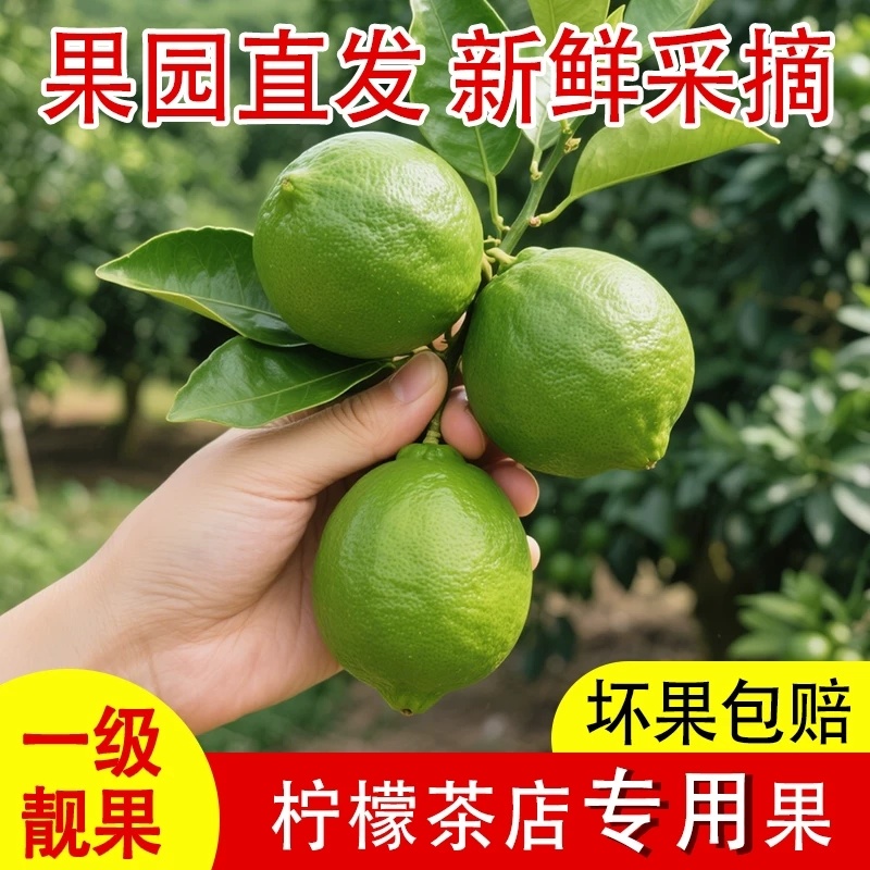 广东香水柠檬自家果园直发