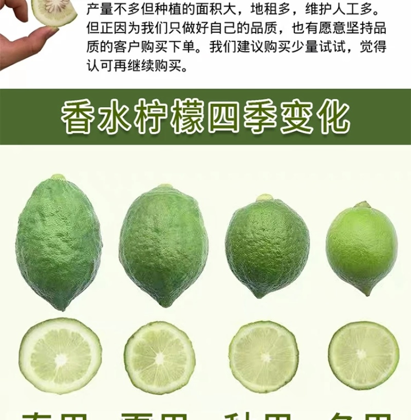 广东香水柠檬自家果园直发