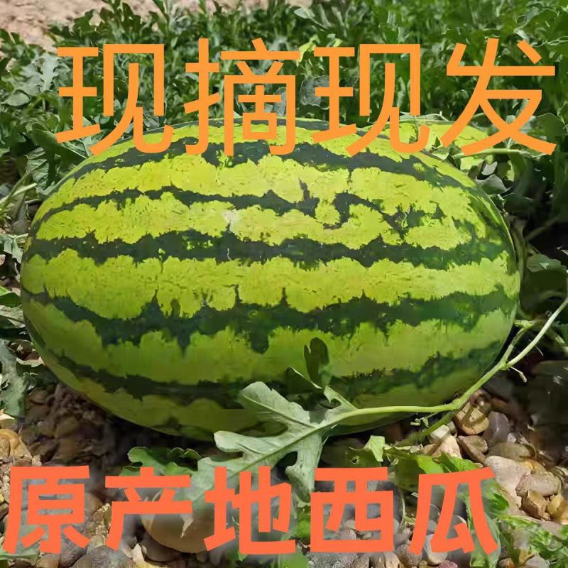 硒砂瓜金花系列石头瓜等全部有货产地现摘现发来电详谈