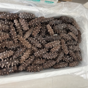 电商**8-12头即食海参199/3**