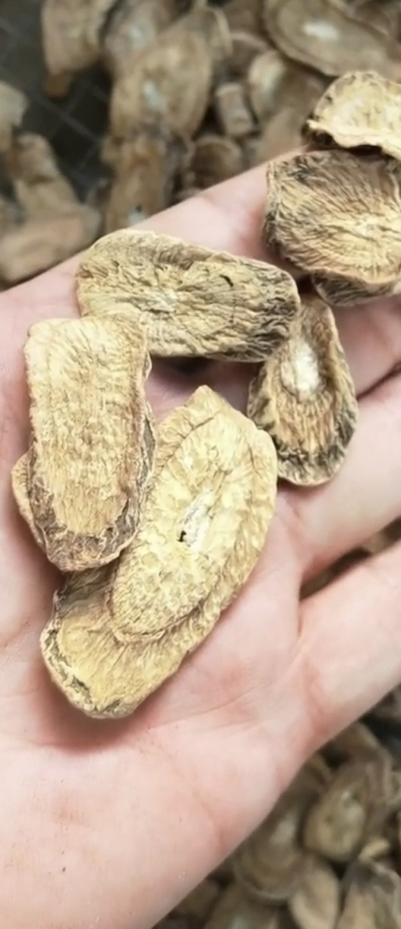 黄金牛蒡，牛蒡茶片