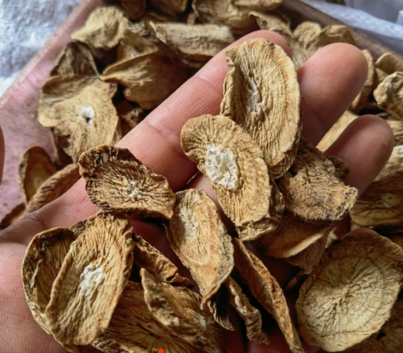 黄金牛蒡，牛蒡茶片