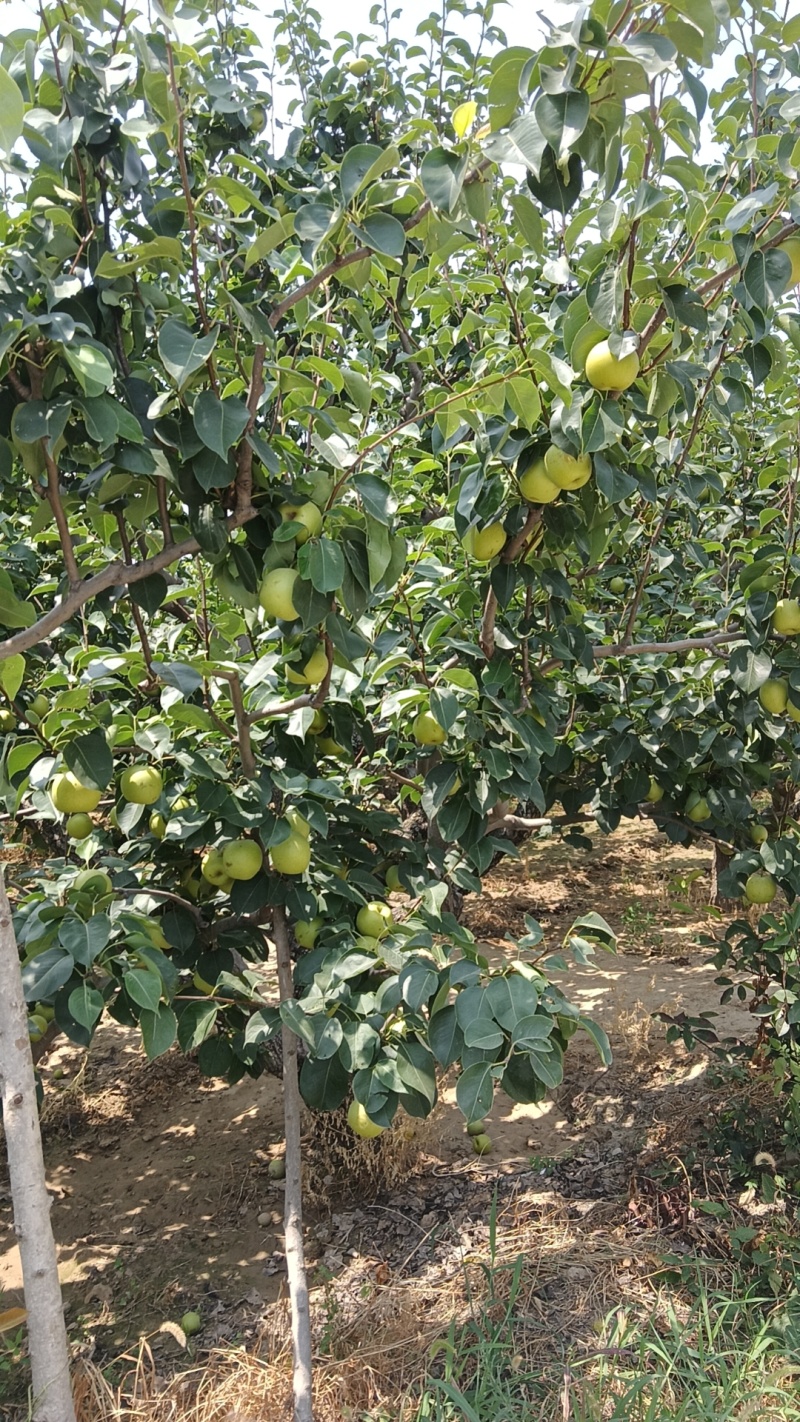 砀山皇冠梨，元黄梨