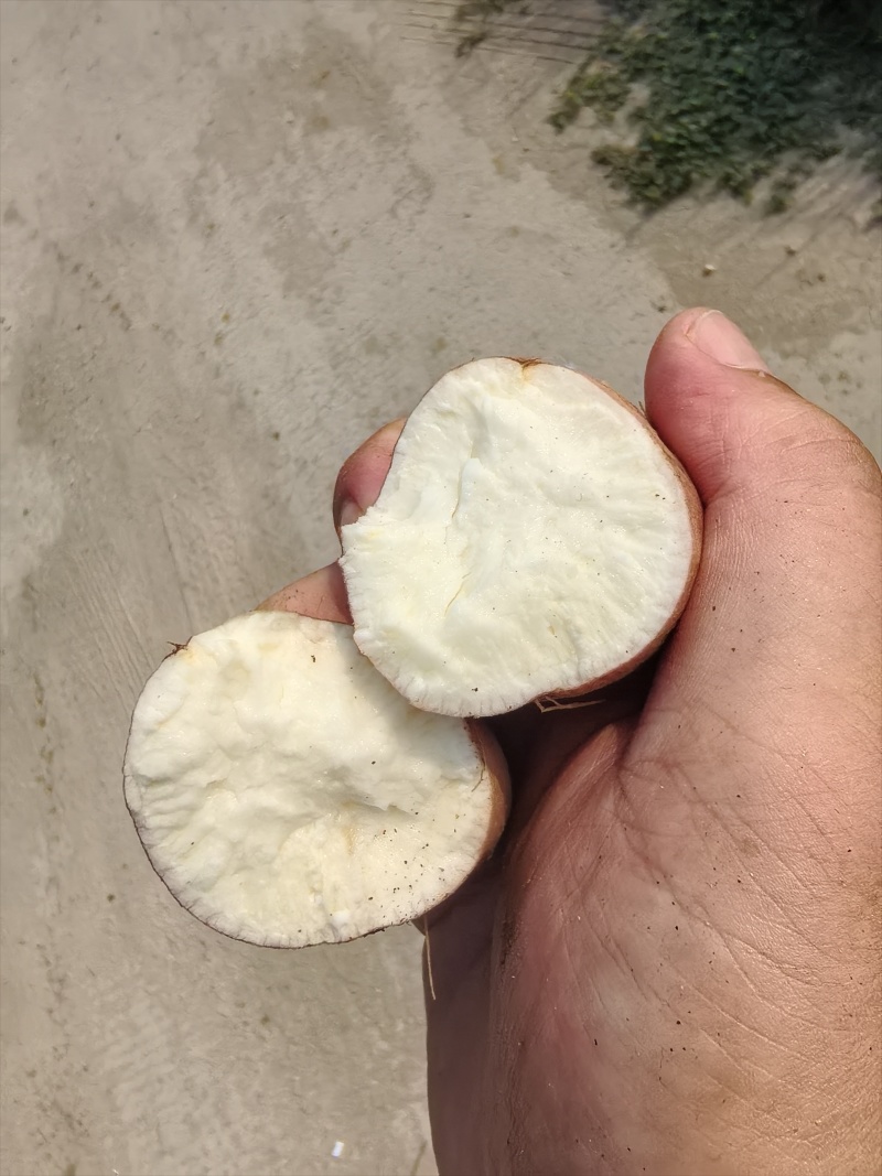 纯沙地哈密薯，条形好色泽亮，现挖现采支持各种包装全国发货
