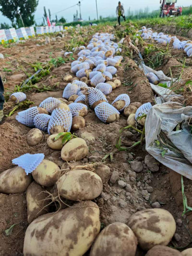 陕北新土豆开圈啦，黄皮黄心土豆，纯沙土地，欢迎全国客商…