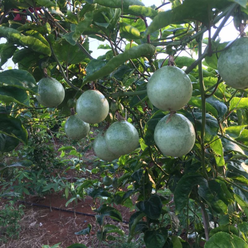 黄金百香果