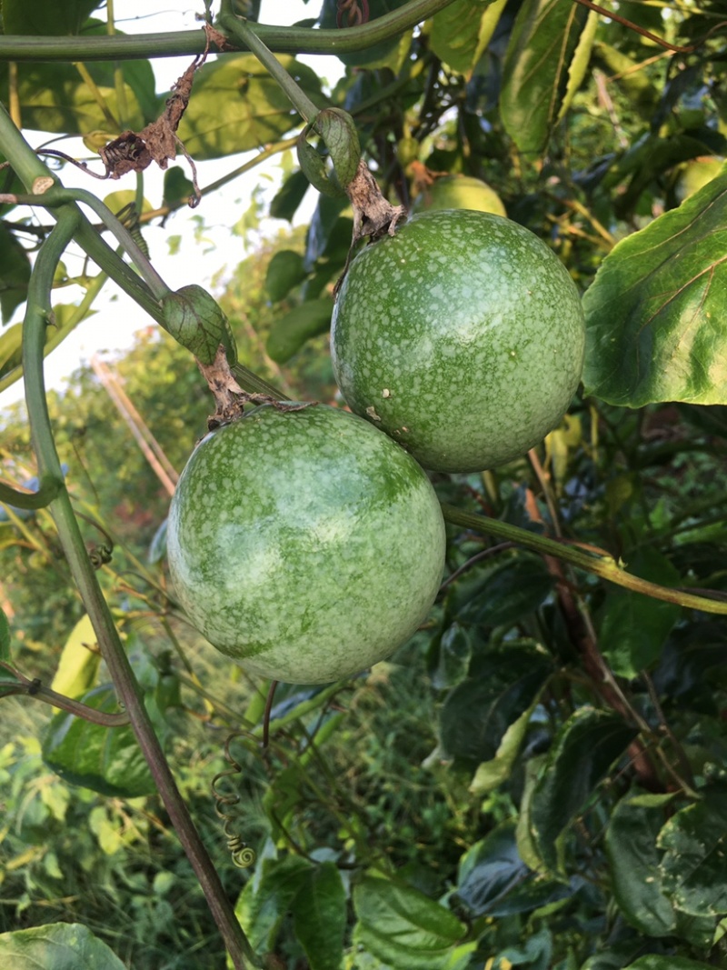 黄金百香果