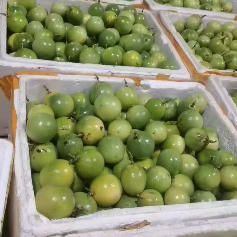 九号黄金果百香果