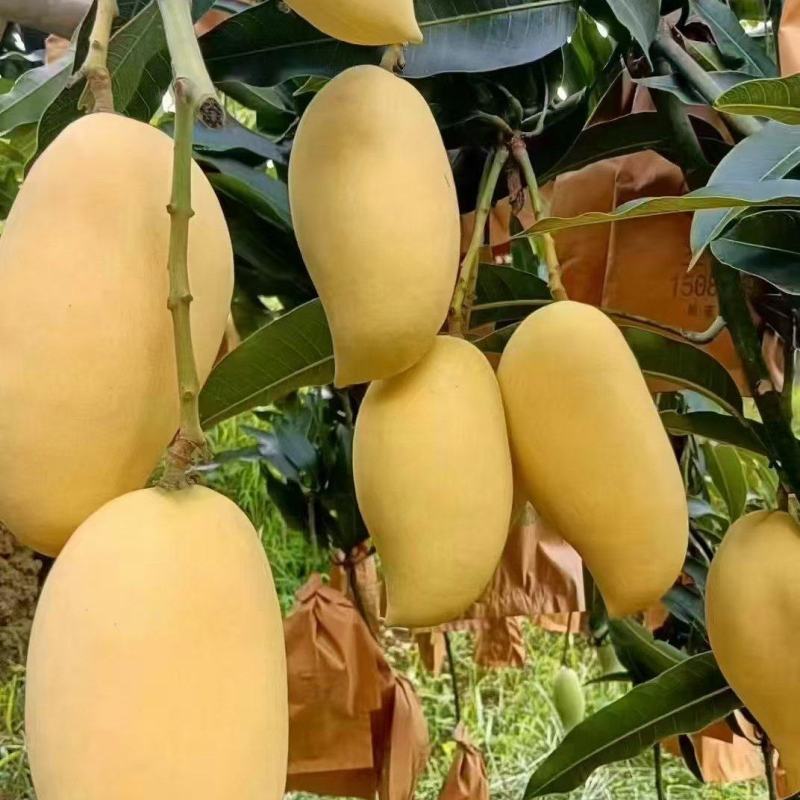 大量金煌芒，鹰嘴芒